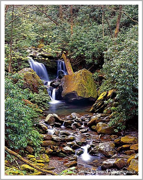 450398   River from Grotto Falls after a rain fall 